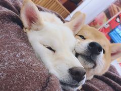 -豆柴町-柴犬主题狗咖(红鼎国际C座店)