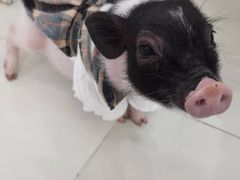 -怪兽屋·羊驼·猫咖·狗咖(俊华广场店)