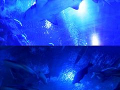 -成都浩海立方海洋公园