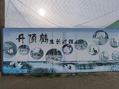 -盐城丹顶鹤湿地生态旅游区