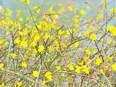 -桃花堤公园