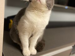 -十年猫舍·猫咪专门店(普陀店)