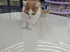 -小猫来了·猫舍(红山六九七九店)