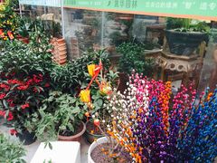 -龙大花卉苗木市场