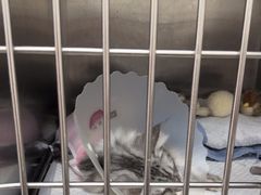 -美联众合动物医院·24h京西诊疗中心