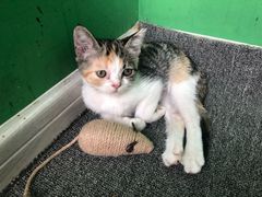 -喵店&猫咖