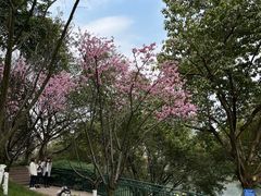 -重庆彩云湖湿地公园