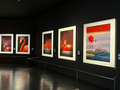 -罗红摄影艺术馆