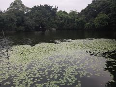 -荔湾湖公园