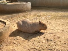 -石家庄市动物园