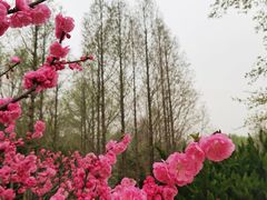 -北宫国家森林公园