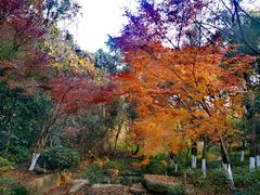 -杭州半山国家森林公园