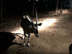 -清迈夜间动物园