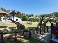 -北京野生动物园