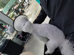 -佳雯宠物医院(金华南路分院)