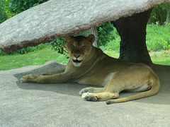-北京野生动物园