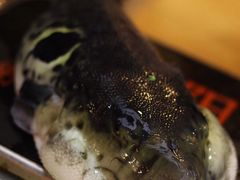 -天正河鲀·河豚亭(大连店)