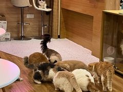 -滚猫咖啡·猫咖·猫友好撸猫(未来城店)