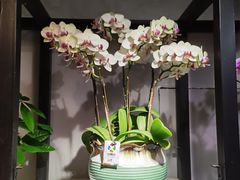 -溪岸路花鸟市场