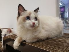 -瞄一喵猫咖(格力海岸店)