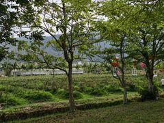 -亚龙湾国际玫瑰谷