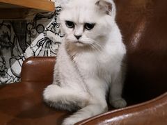 -猫小院猫主题餐厅(三里屯店)
