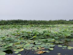 -白洋淀景区
