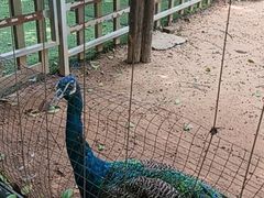 -深圳野生动物园