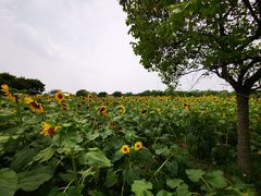 -上海杨姆庄园