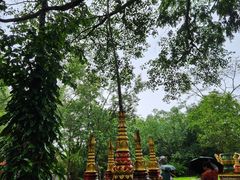 -瑞丽独树成林风景区