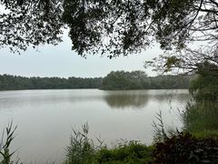 -大湾区中央湿地公园