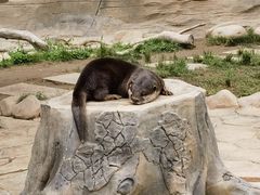 -上海野生动物园