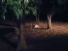 -清迈夜间动物园