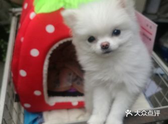 这是我养过最小巧的一只狗