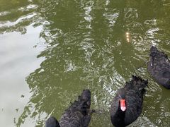 -珠海圆明新园