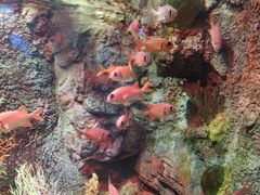 -太平洋海底世界