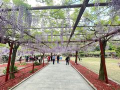 -嘉定紫藤园