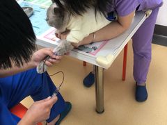 -伟伟宠物医院·瑞派猫友好医院·猫科(光谷店)