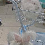 探店 | 周末来撸可爱的兔兔叭🐰