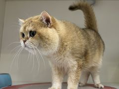 -青奢宠物·青奢猫舍