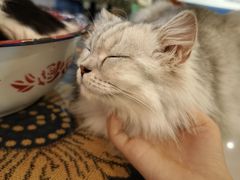 -平行世界·猫咖(首经贸店)