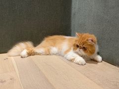 -CAT’S MEWSTAR CAFE·喵星球猫屋(晴湾咖啡店)