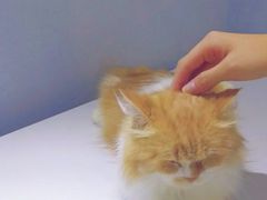 -喵的天空名猫咖啡馆·撸猫·猫舍·用品