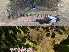 -深圳野生动物园