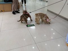 -美联众合动物医院·24h京西诊疗中心