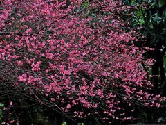 -上海吴淞炮台湾国家湿地公园