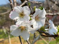 -天适樱花悠乐园