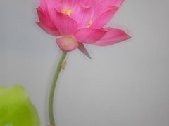 -西湖游船
