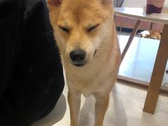 -浣熊柯尔鸭土拨鼠·电玩咖