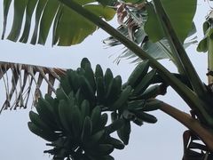 -云溪植物园